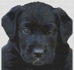 (image for) Black Lab Puppy